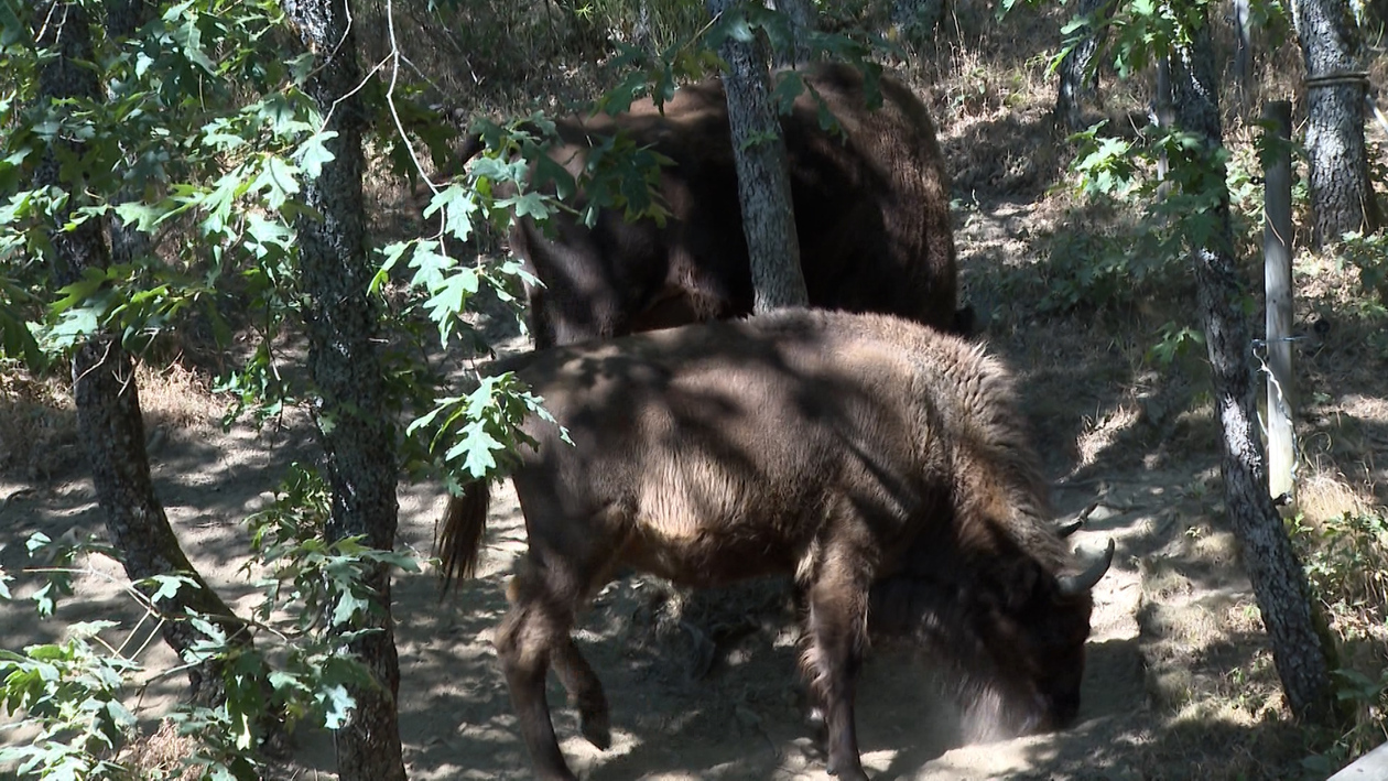 El bisonte europeo como aliado frente a los grandes incendios: eficacia biológica y barreras legales
