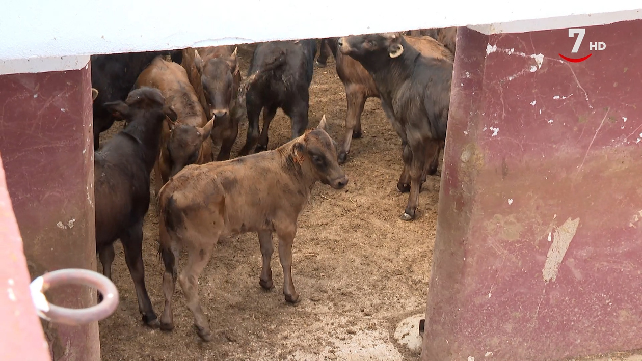 El ritmo de la dehesa