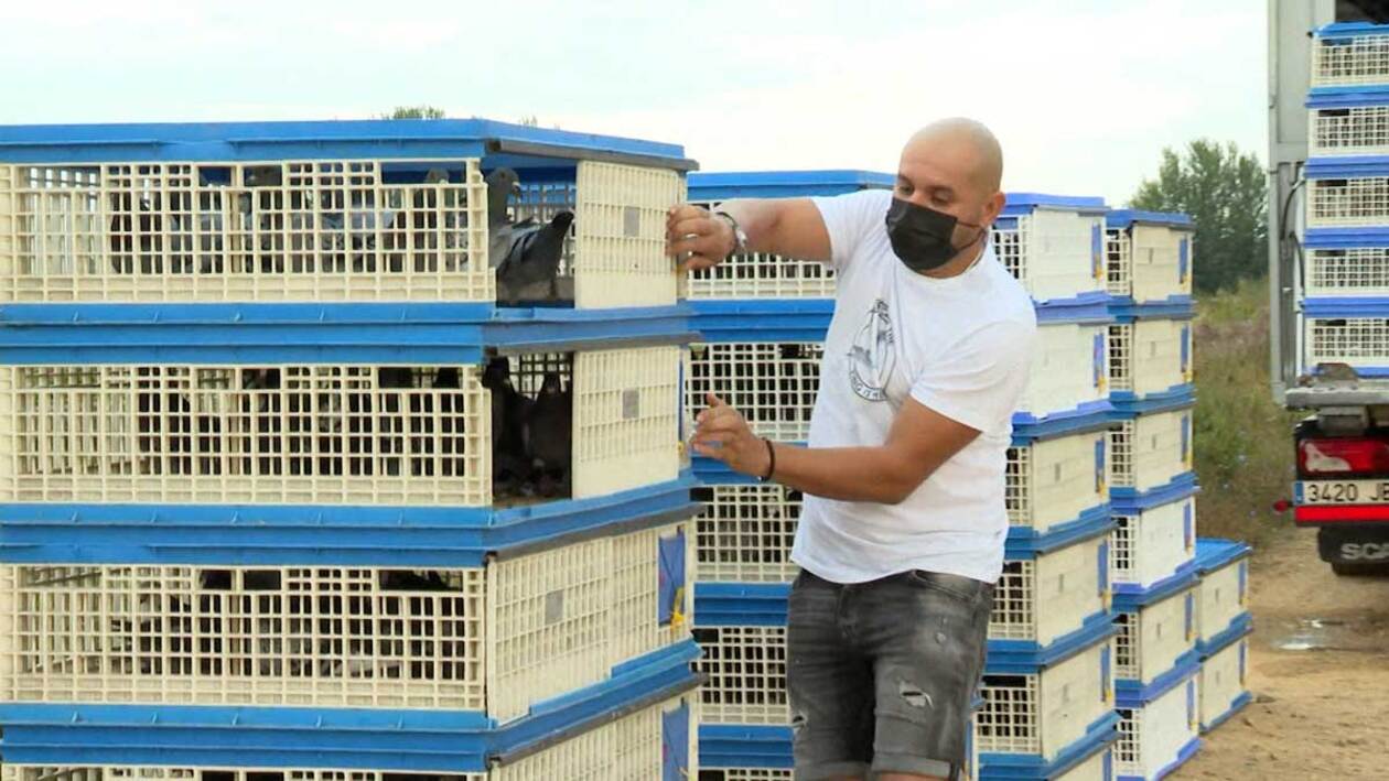 Pasión de colombófilos