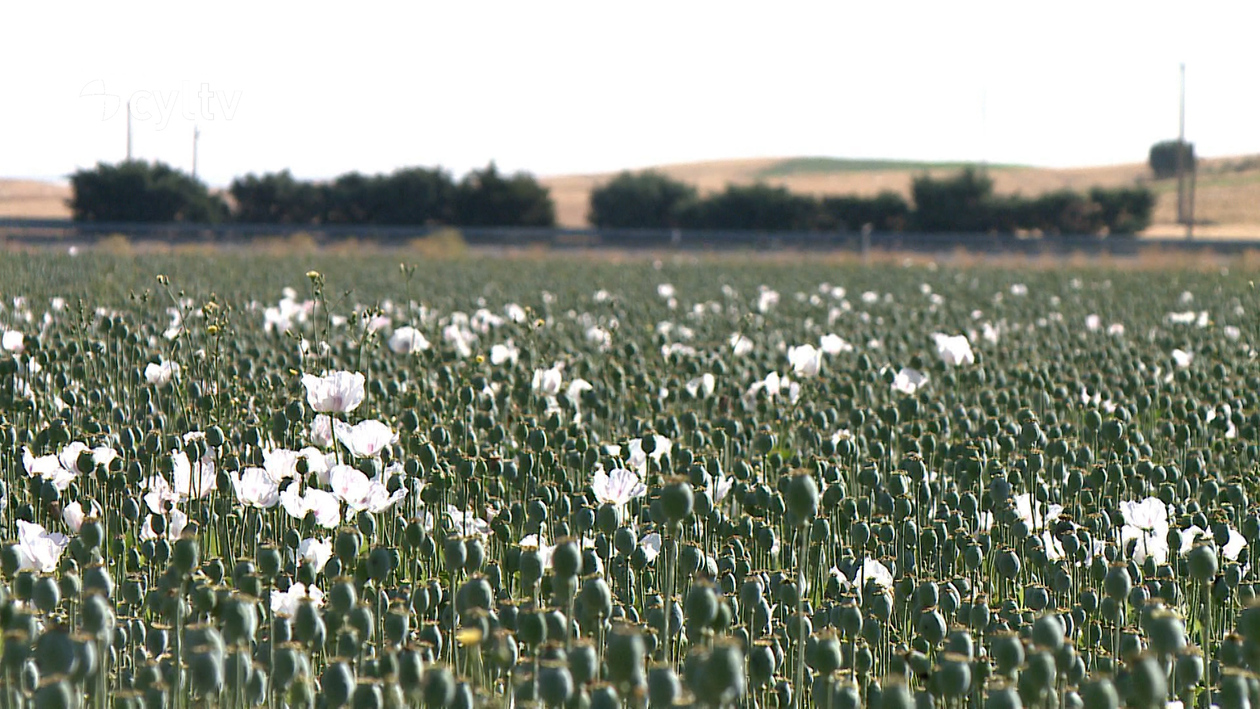 La adormidera se expande en Castilla y León con la meta de 7.000 hectáreas