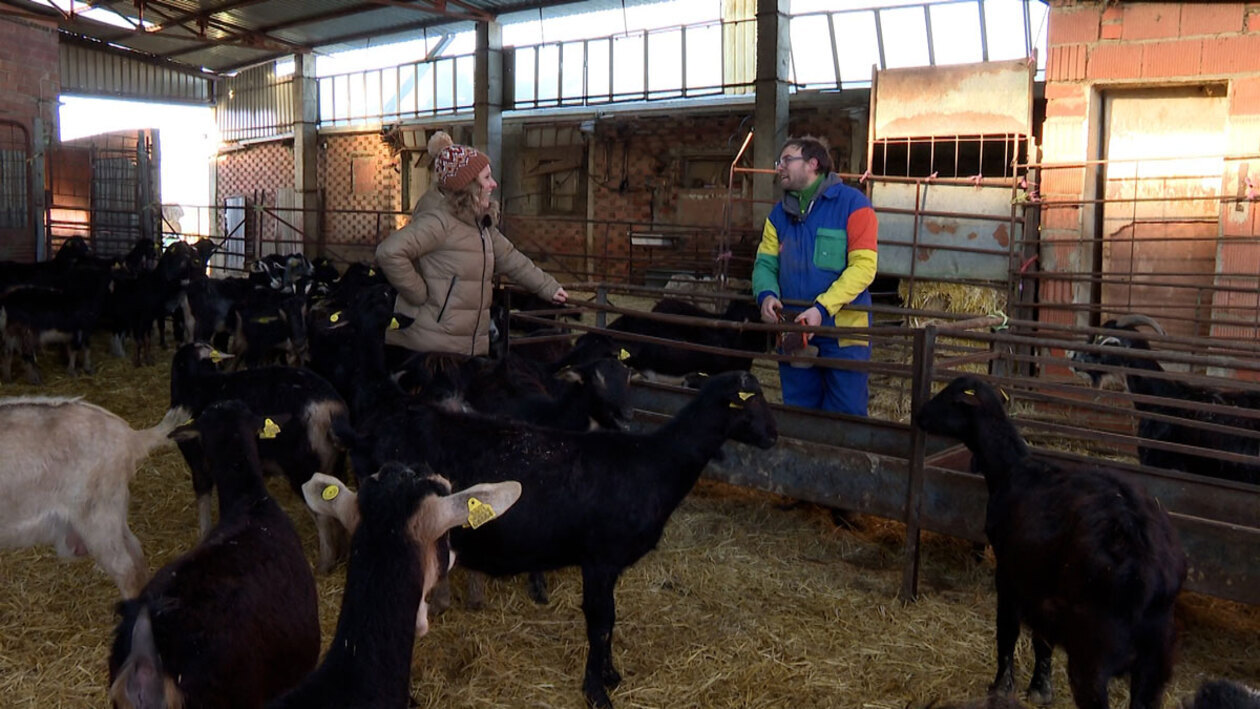 Las rutinas de las cabras contadas con humor