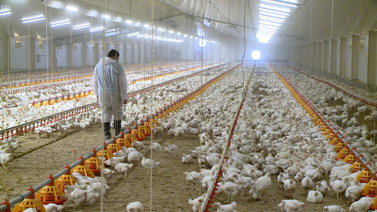 El desafío de la sanidad animal: bioseguridad extrema frente a un entorno globalizado