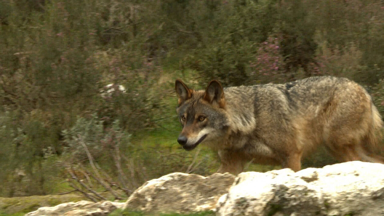 El último refugio del lobo ibérico