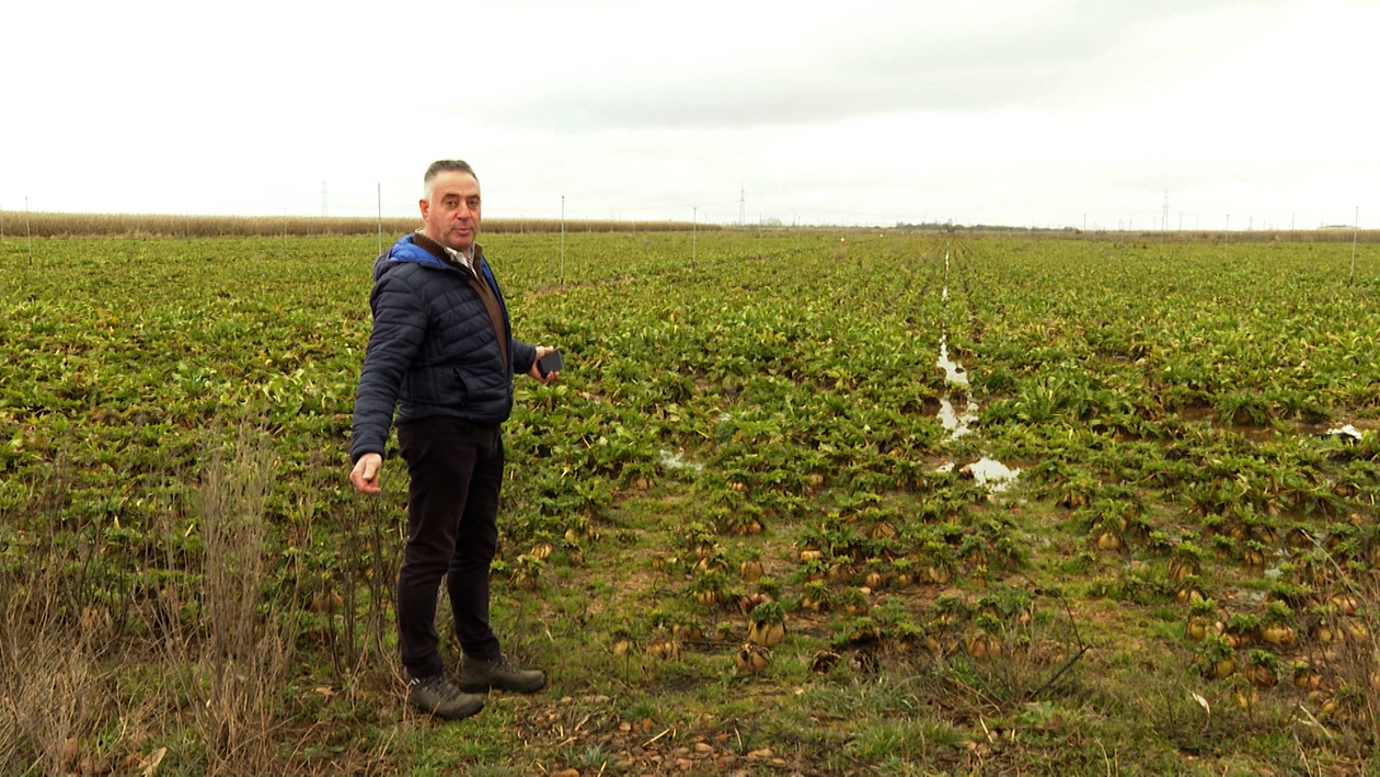Las lluvias persistentes ponen en jaque la cosecha de maíz y remolacha