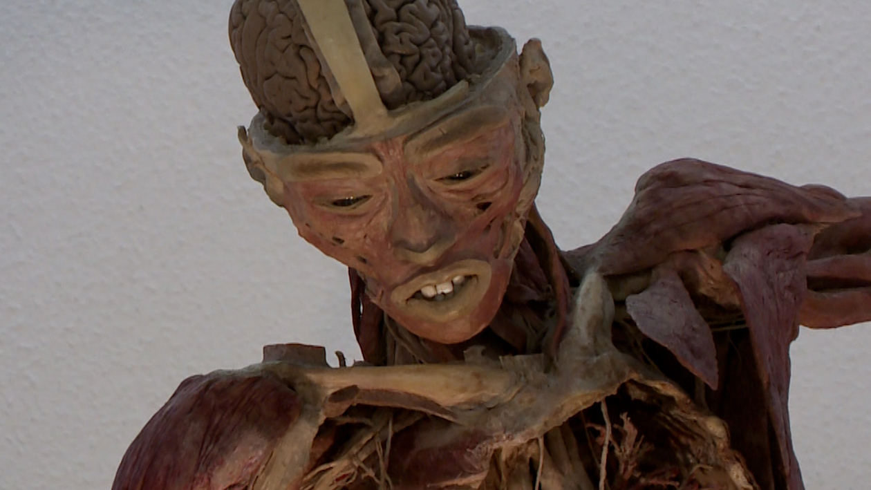 El cuerpo humano al descubierto: la exposición Bodies Evolution llega a Valladolid