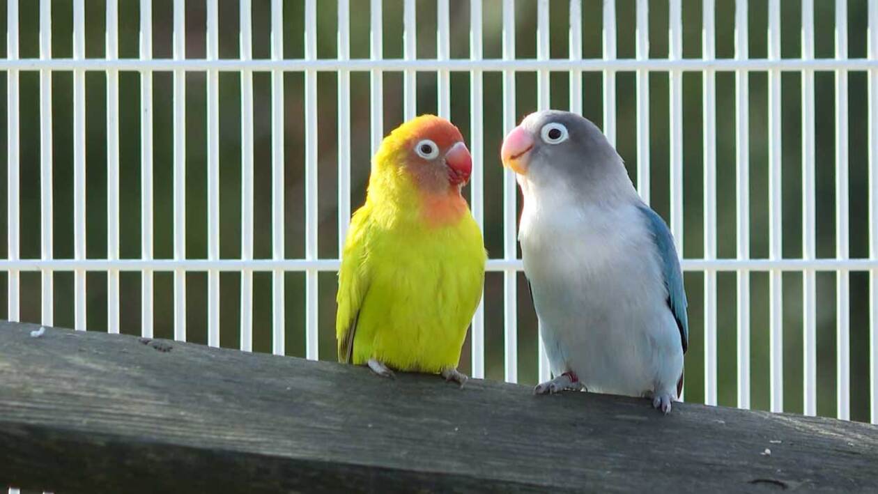 Los mejores del aviario se preparan para el concurso de belleza