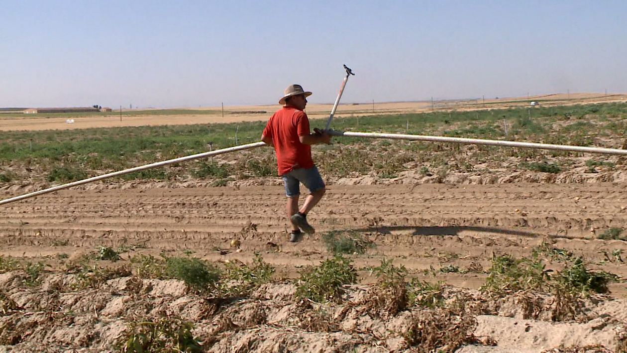 La campaña de la patata arranca con buena calidad pero con márgenes cada vez más estrechos para el agricultor
