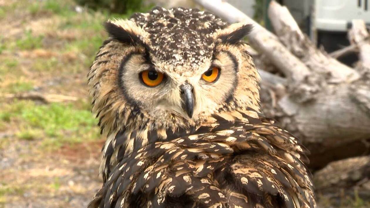 Descubrimos en Salamanca el arte milenario de adiestrar aves rapaces
