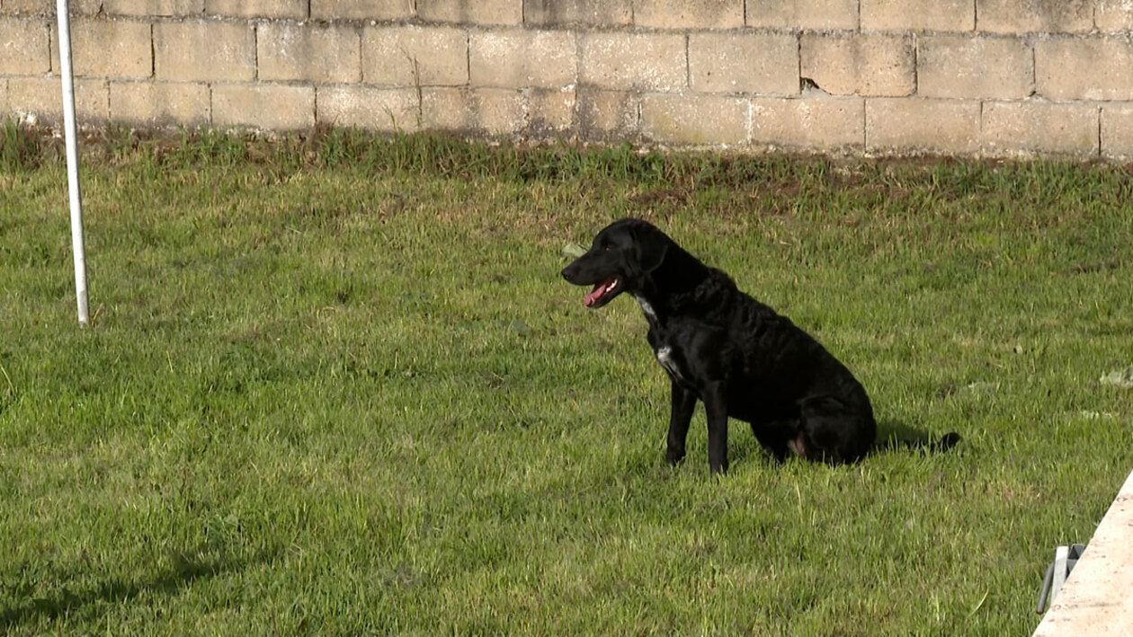 El carea leonés se hace un hueco en las competiciones de agility