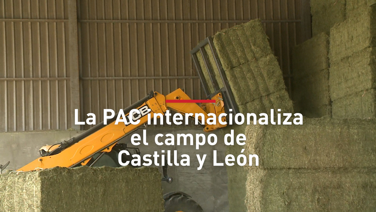 De Castilla y León al mundo: los 40 años de la PAC consolidan la exportación récord de alfalfa a China y Oriente Medio