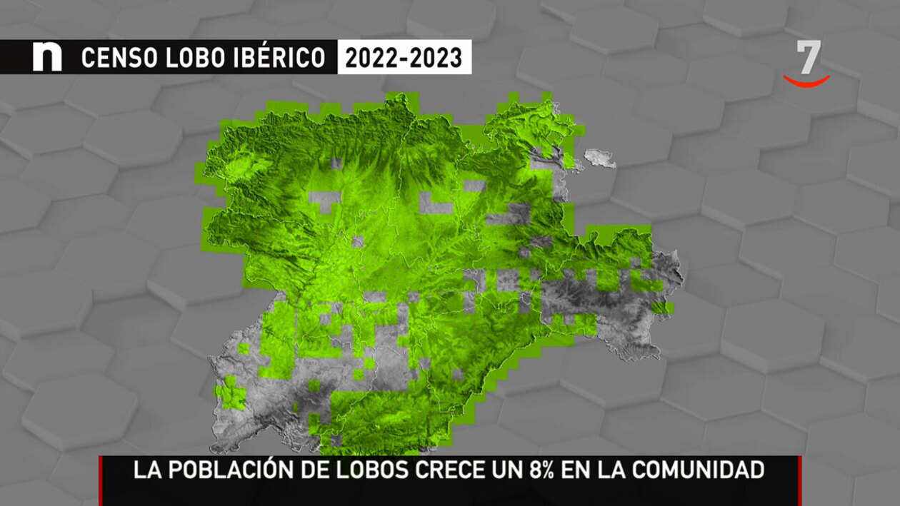 Crece la población del lobo ibérico un 8% en Castilla y León