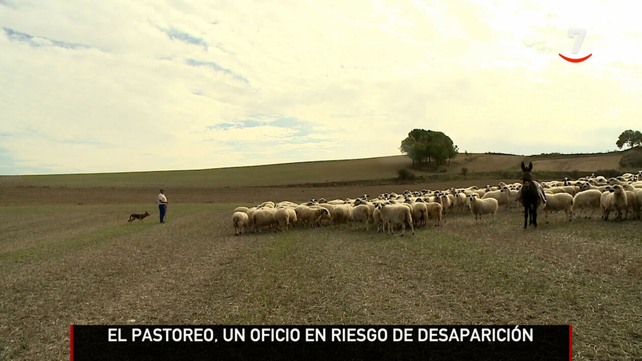 Los pastores se extinguen
