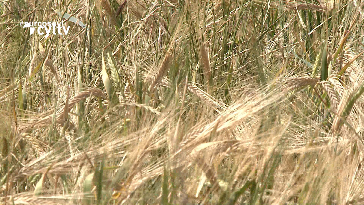 Las altas temperaturas y los costes disparados recortarán la cosecha de cereal casi un 24%