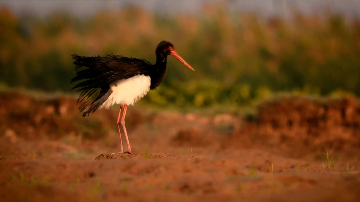 Cigüeñas negras: escasas, pero estables en Castilla y León