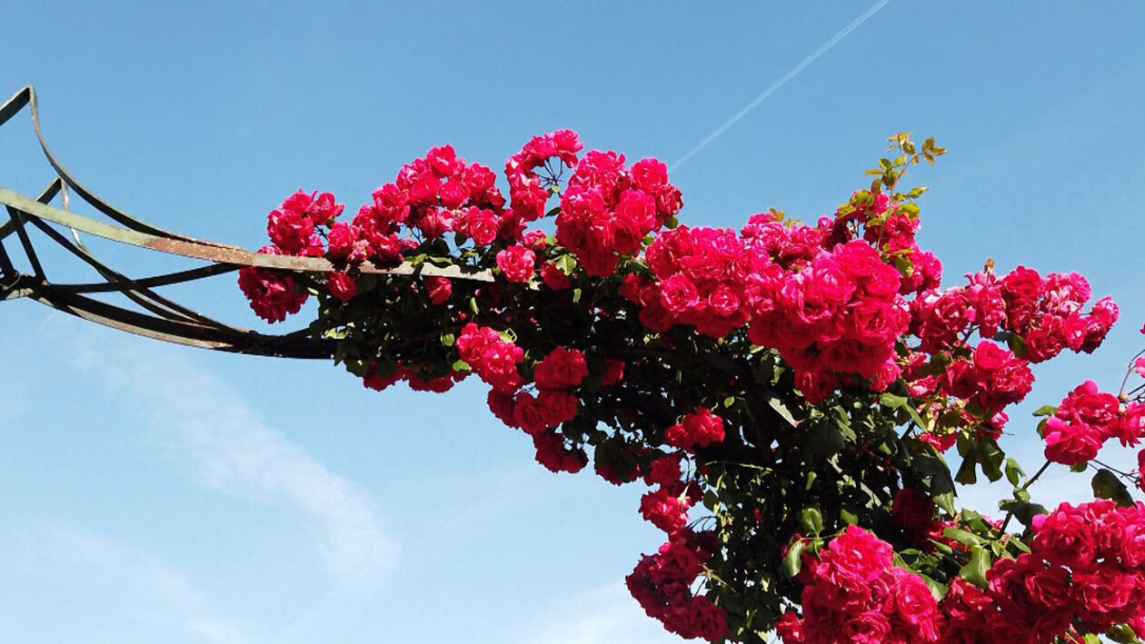 La Reina de los jardines