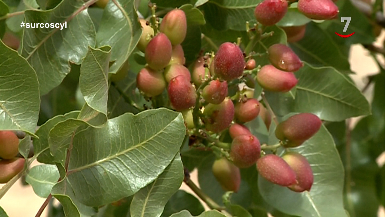 Los pistachos ‘inundan’ los campos y también… las redes sociales