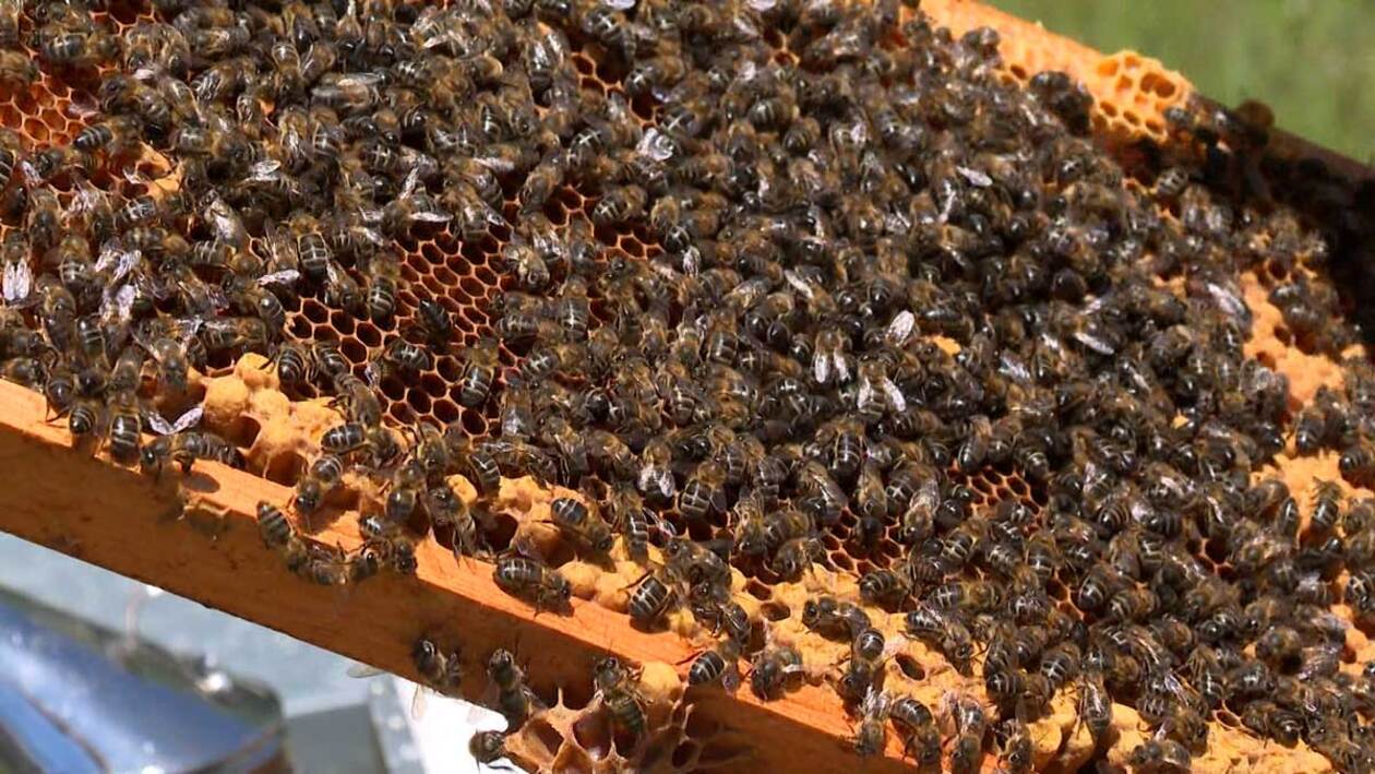 El perfecto equilibrio natural que esconde cada colmena