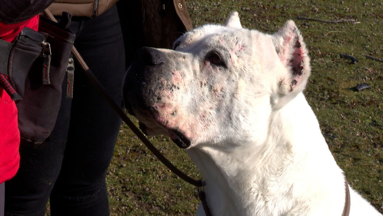 Perros potencialmente adorables