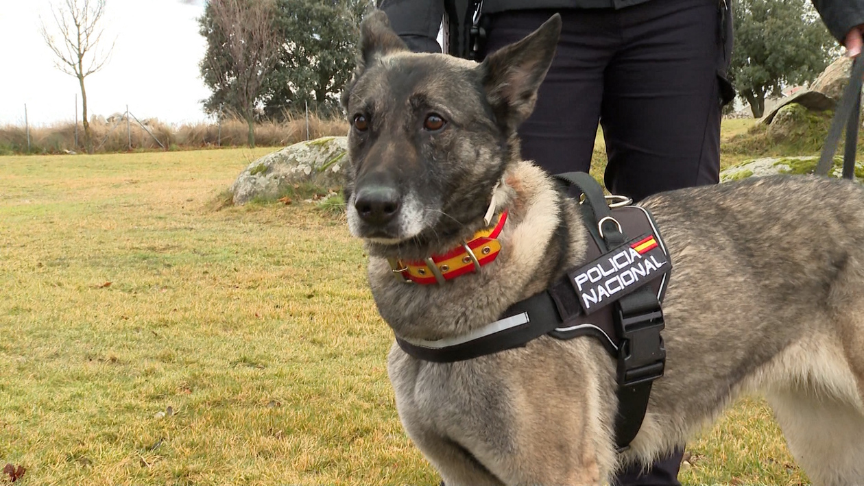 La vida de los perros que trabajan para nosotros