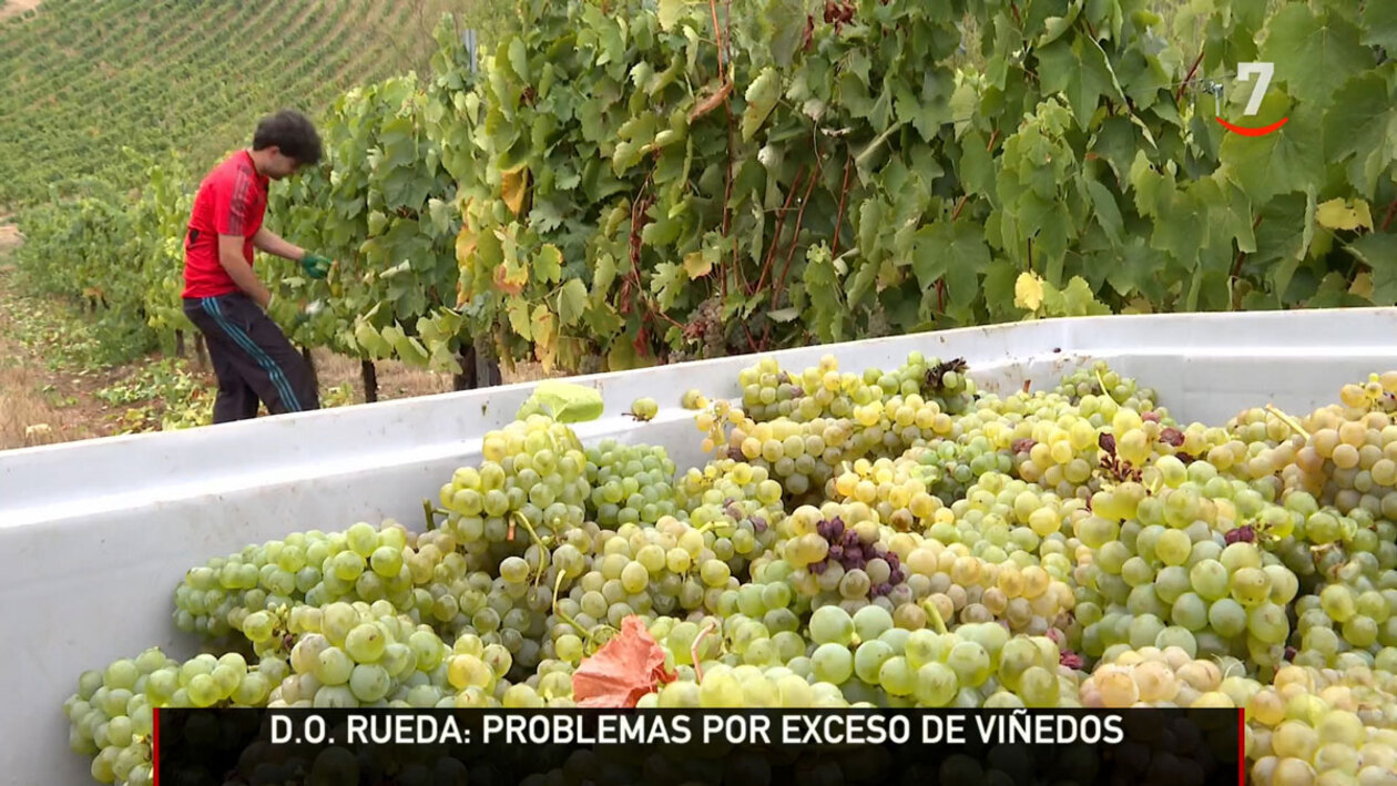 Sobran uvas en la D.O. Rueda y podría derivar en el arranque de viñedos