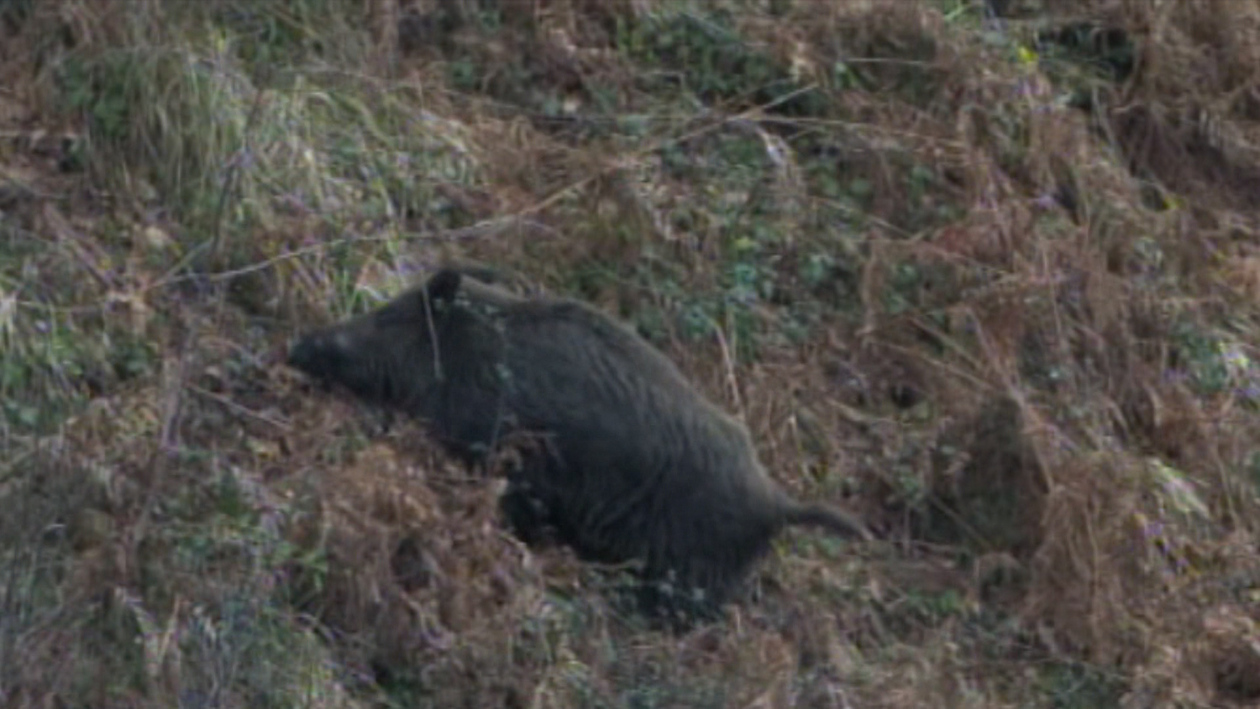 Se intensifica el control en torno a la caza del jabalí
