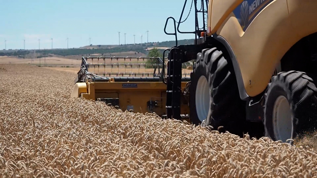 Caída del 30% en la cosecha de cereal en España: ¿por qué el precio del grano no depende de nuestros campos?