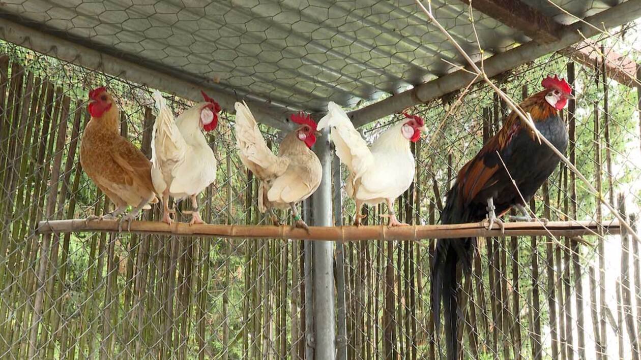 Gallinas de pasarela