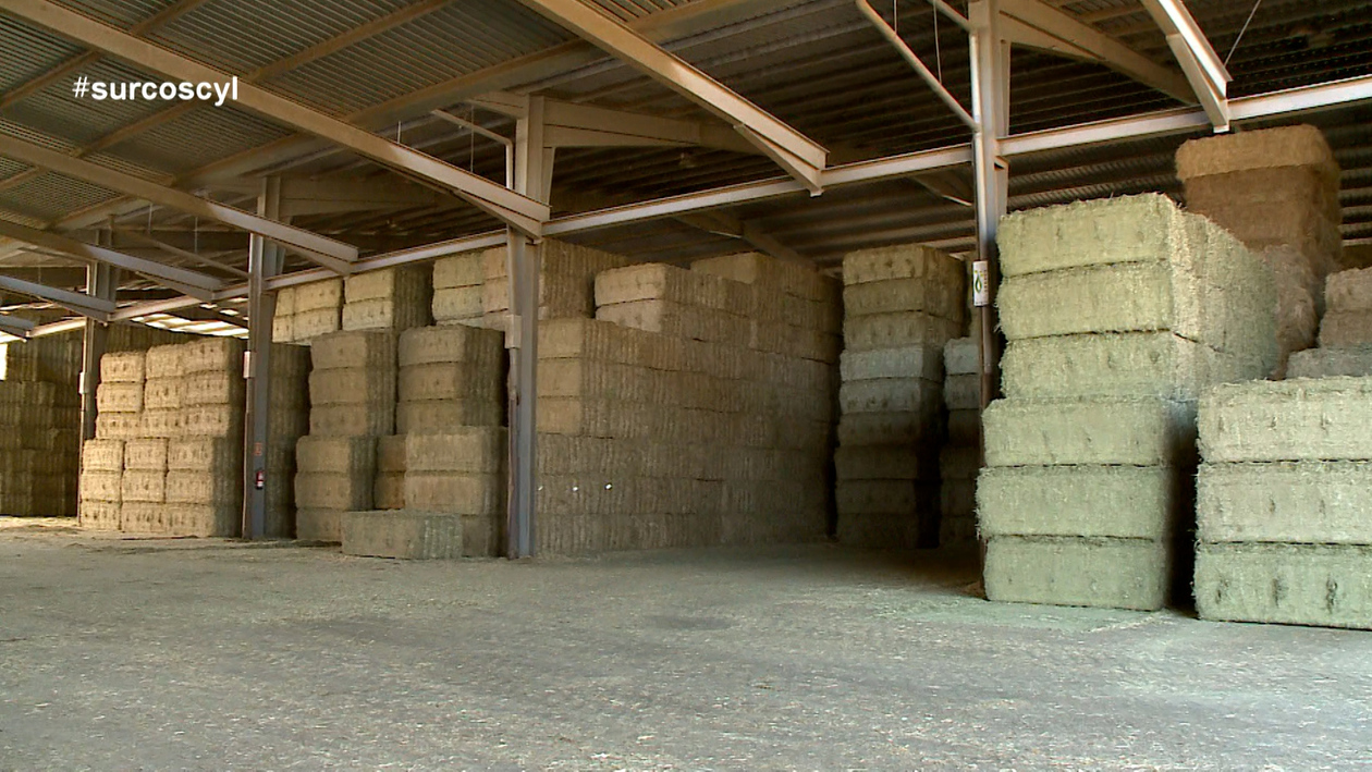 Sector del forraje: Japón se convierte en nuestro objetivo prioritario tras el bloqueo en Ormuz