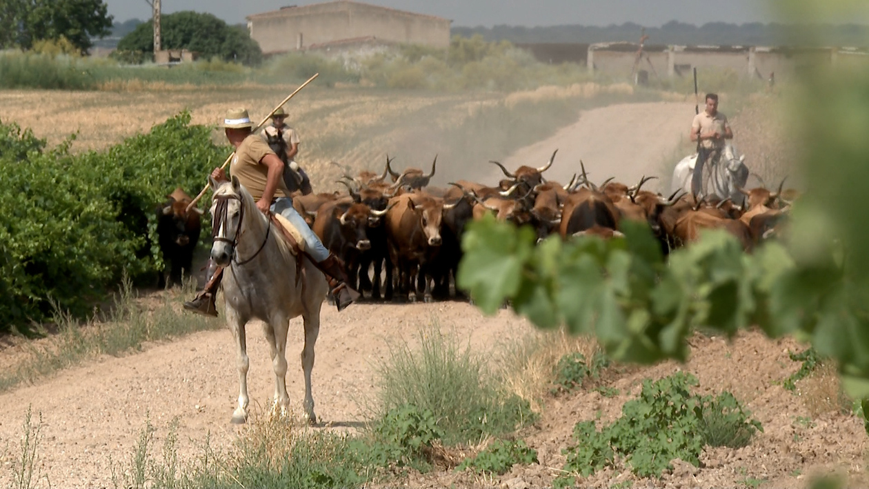 Resistencia rural a caballo: 25 kilómetros de trashumancia para proteger el pasto natural en Valladolid