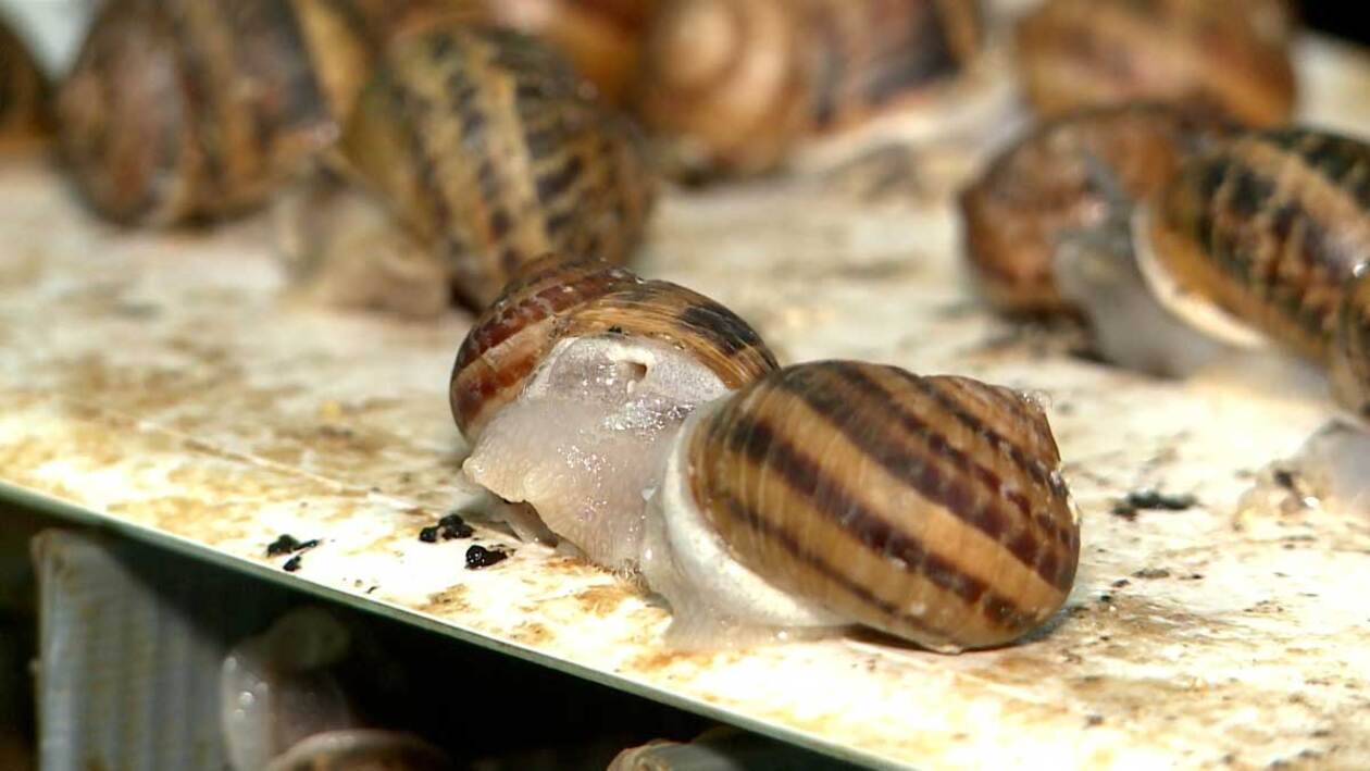 Un cortejo maratoniano