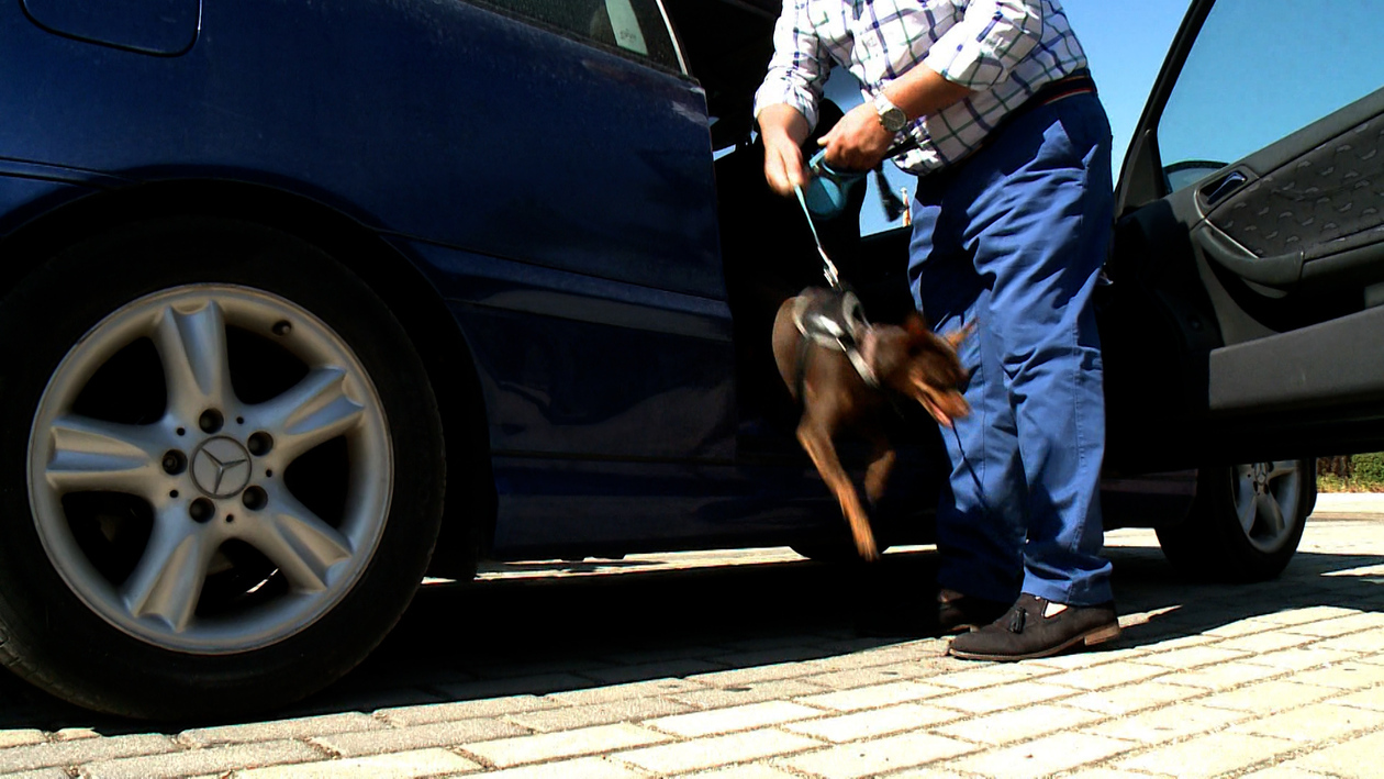 Cómo viajar con mascotas de forma segura y conforme a la normativa