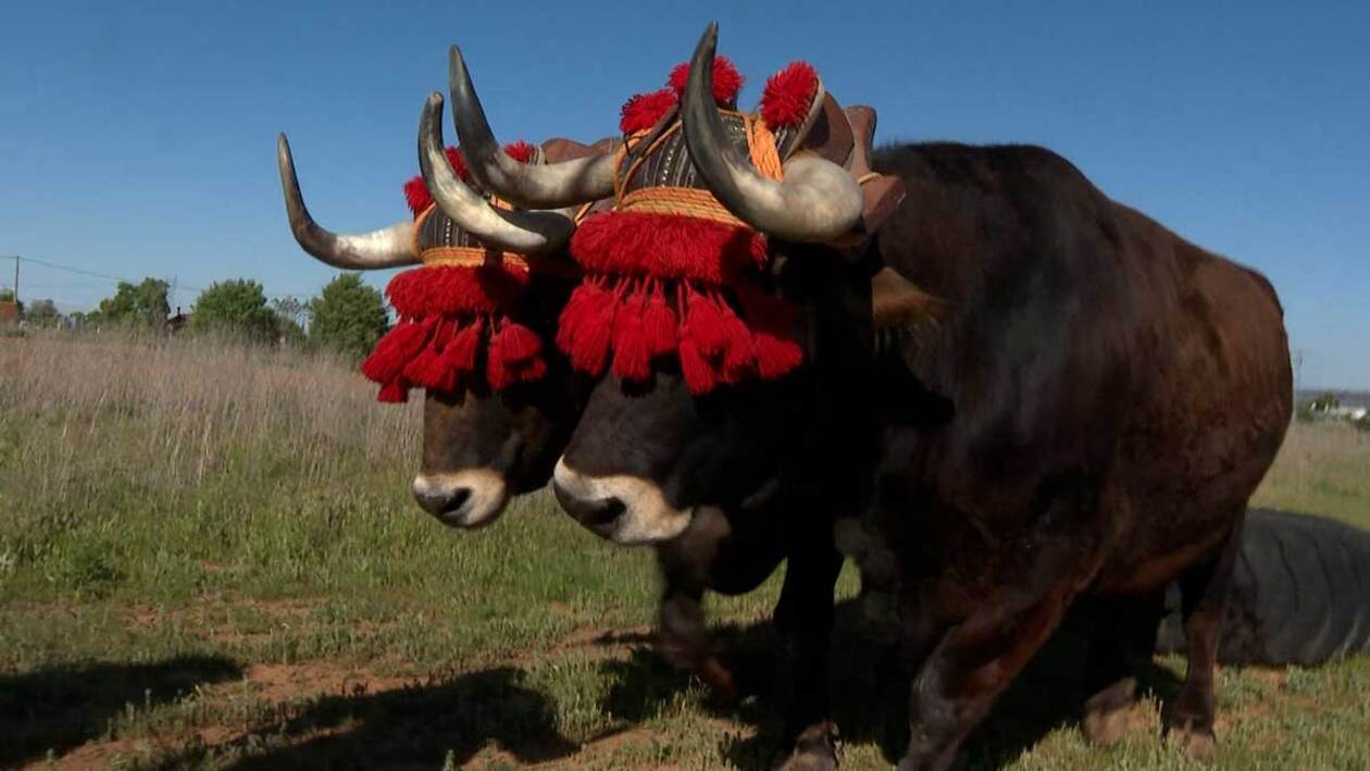Los bueyes de la raza alistana-sanabresa triunfan en las competiciones de arrastre