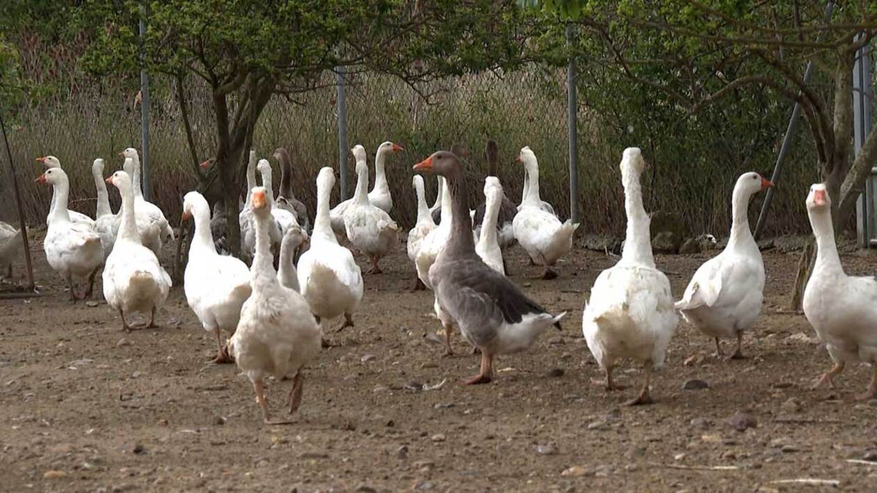 El encantador de ocas