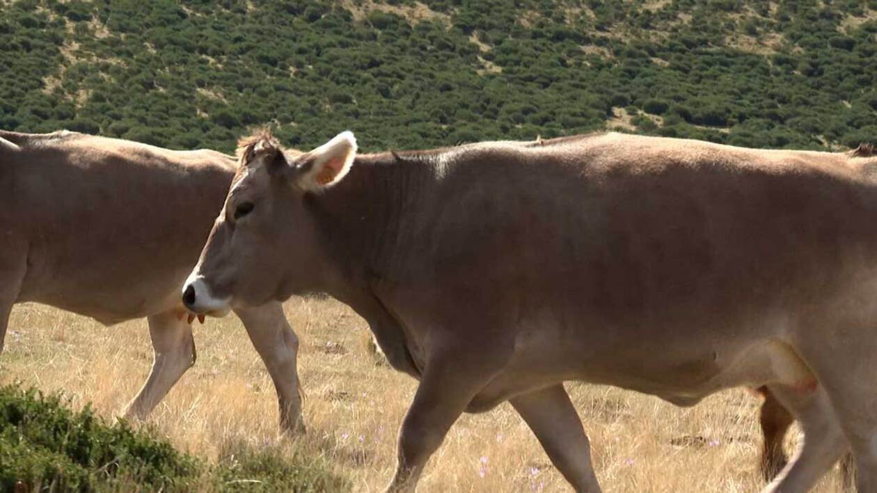 La reina de la Montaña Palentina