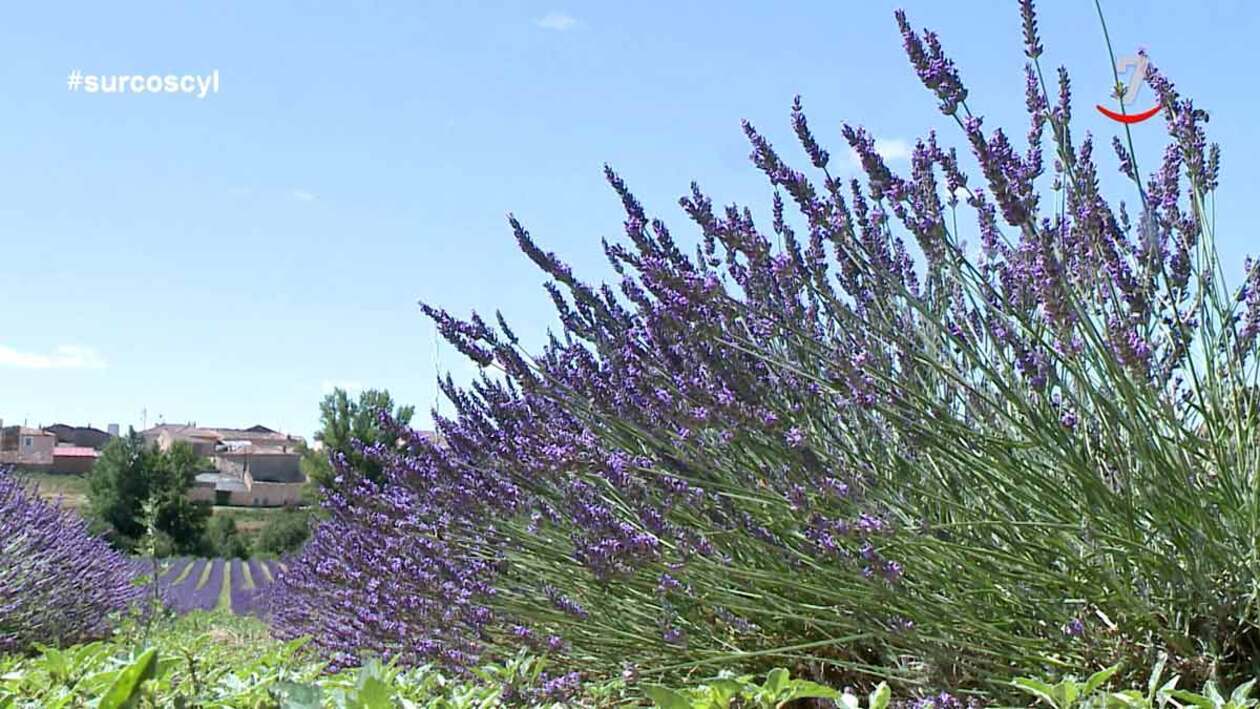 Los campos de lavanda en Castilla y León se convierten en reclamo para el turista