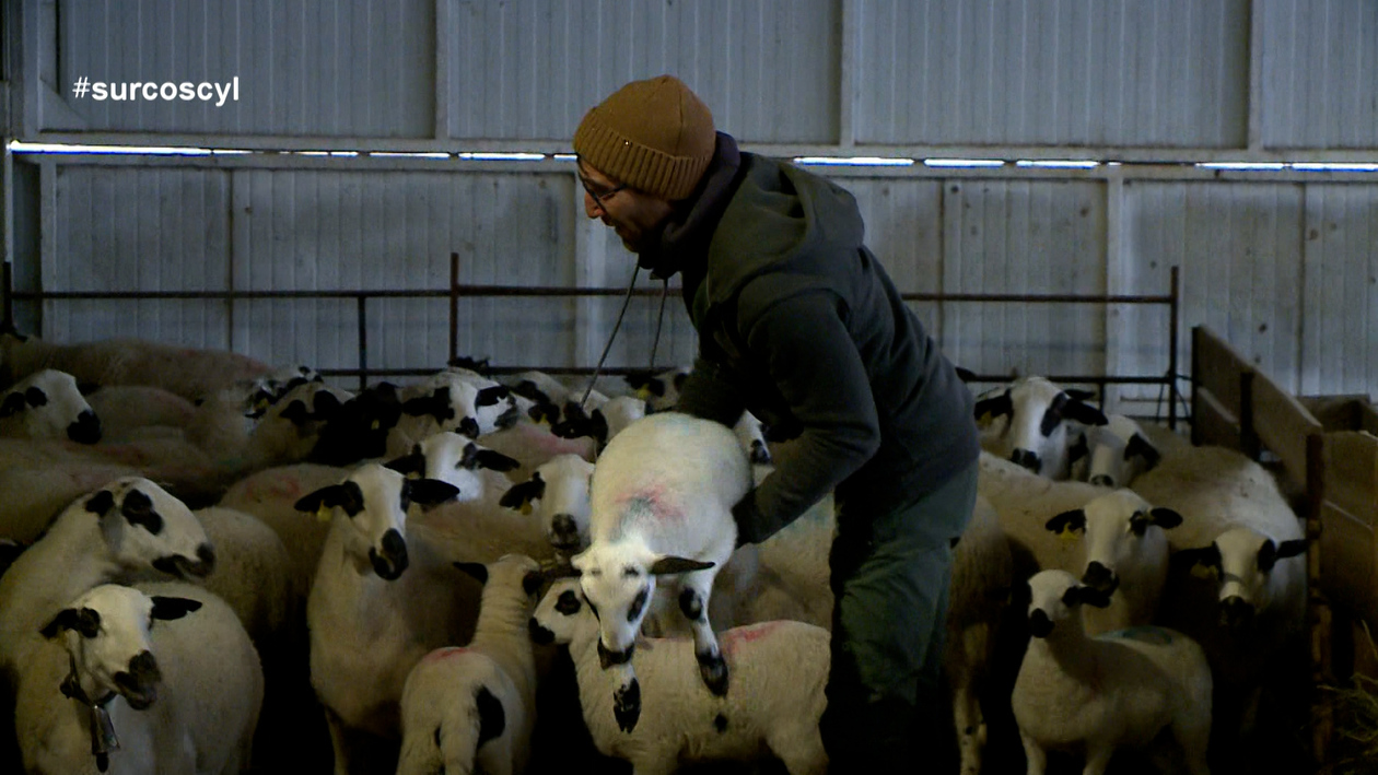 Estas Navidades el precio del lechazo va a estar disparado