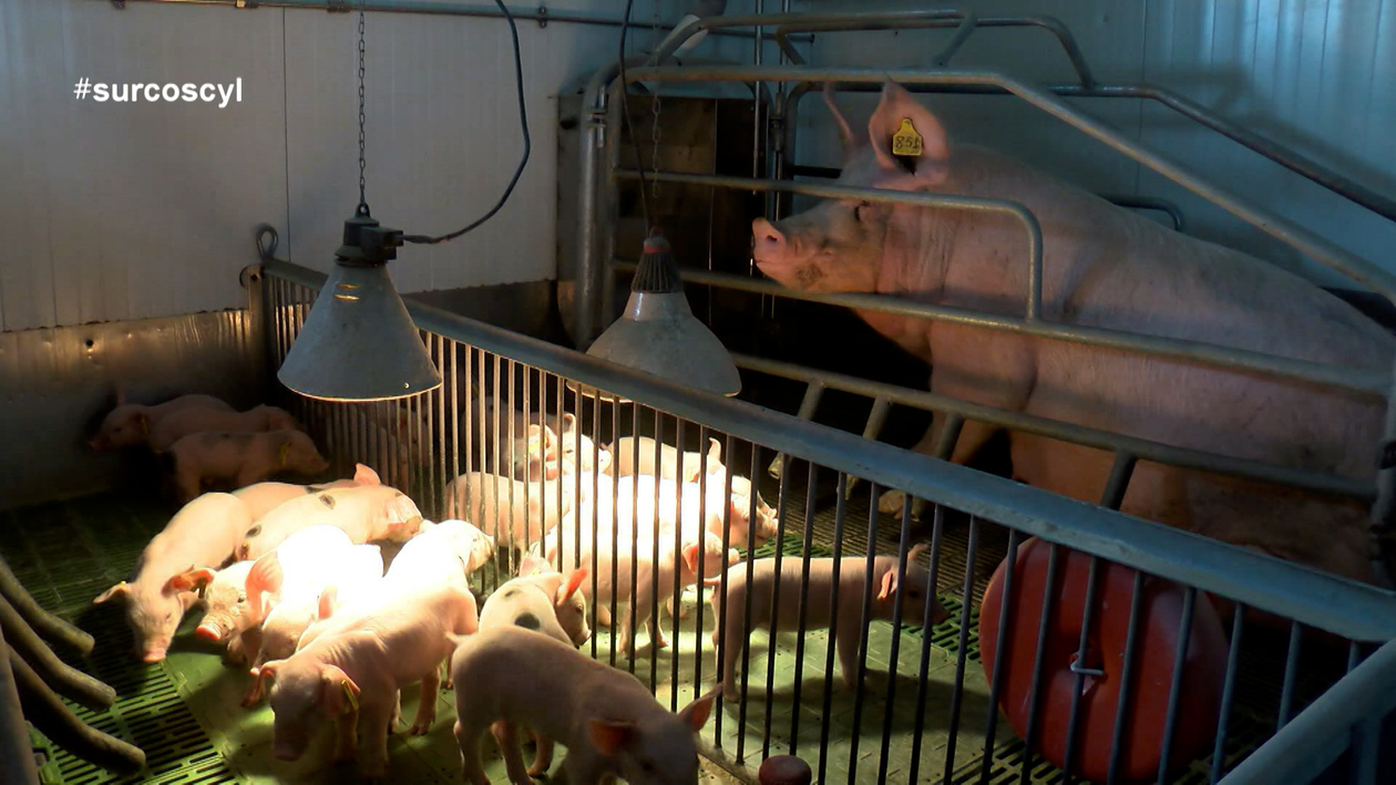 Castilla y León blinda el sector porcino con bioseguridad ejemplar