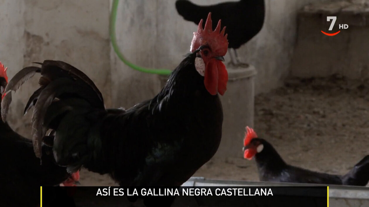 La gallina negra castellana, una raza histórica y en peligro de
