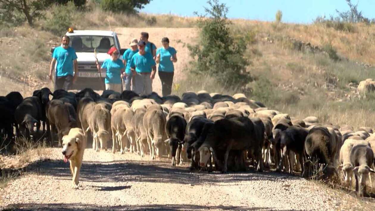 Regresa a las Tierras Altas de Soria uno de los últimos rebaños