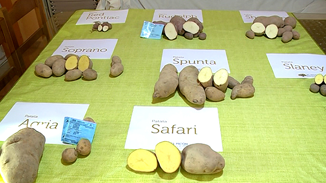 Elija bien sus patatas entre las 150 variedades existentes - cyltv.es